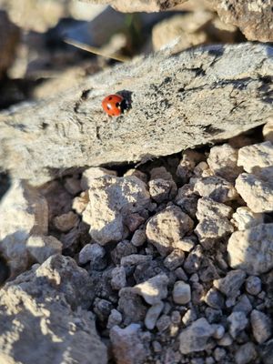 Pahranagat National Wildlife Refuge by null