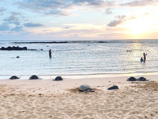 Poipu Beach Park by null