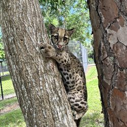 Panther Ridge Conservation Center - Clouded leopard cub