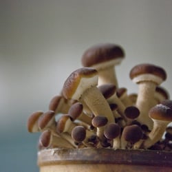 Pioppini Mushrooms