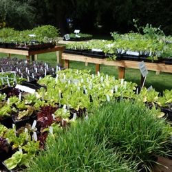 Green Garden Nursery