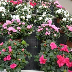 Blumen Risse - Auswahl an Verschiedenen Angeboten bei Blumen Risse  (28.12.2022) H.S