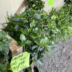 Bob and Lisa's Produce Stand
