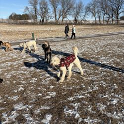 Andy's Bark Park - January 2025