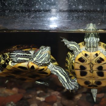KMA Aquatics - Aquarium Services Near Me - Rialto, California