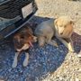 Shadow Mountain Animal Sanctuary