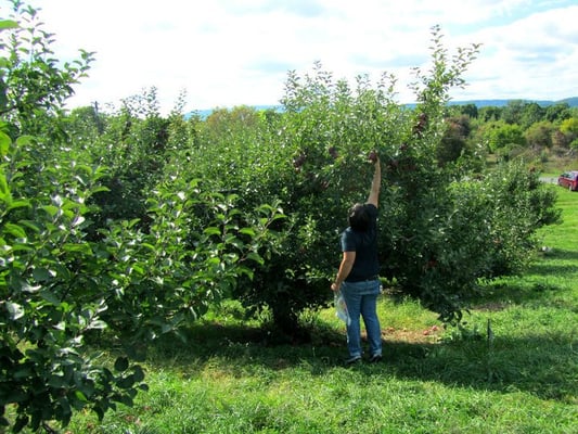 Apple Hill Farm by null