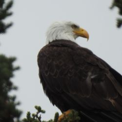 Trail of '98 Tours - Bald Eagle
