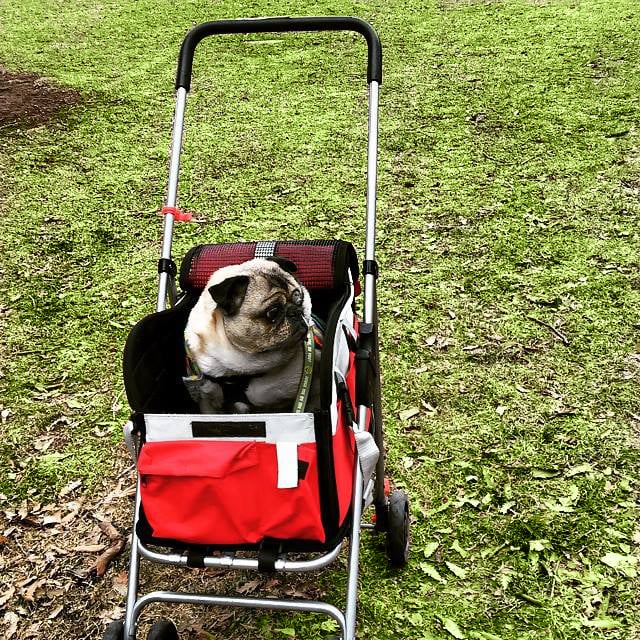 ROGER THAT! PHILADELPHIA DOG WALKERS Philadelphia, Pennsylvania Dog