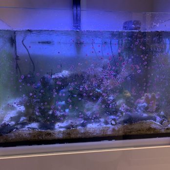 So Flo Fins - 65 gallon before. - Aquarium Services Near Me So Flo Fins - 65 gallon before. - Aquarium Services Near Me
