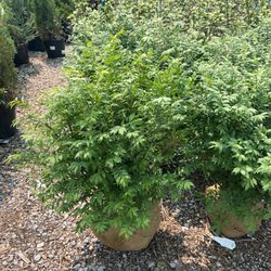 Frank Otte Nursery Middletown