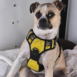 Woof Watcher - Where u at