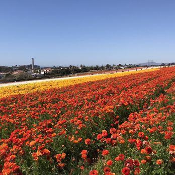 The Flower Fields - The colors are spectacular - Venues & Event Spaces Near Me - Carlsbad, California The Flower Fields - The colors are spectacular - Venues & Event Spaces Near Me - Carlsbad, California