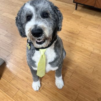 Posh Pooch - Walter is a happy pup after his haircut at posh pooch - Pet Groomers Near Me - Seal Beach, California Posh Pooch - Walter is a happy pup after his haircut at posh pooch - Pet Groomers Near Me - Seal Beach, California