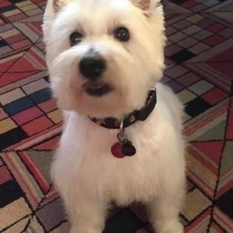 This Winston with the grooming I wanted