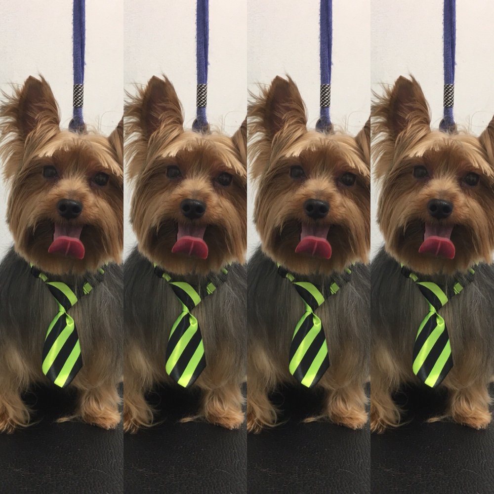 Iron Pet Grooming Salon Image