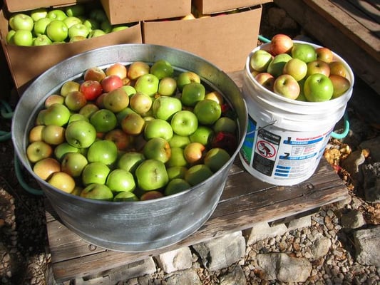 Willowbrook Apple Farm by null
