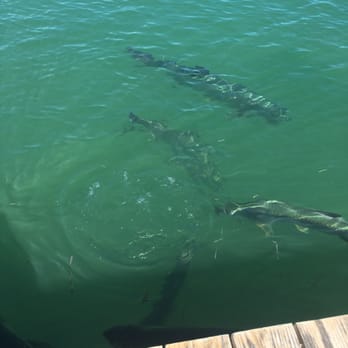 Tarpon Feeding - Local Flavor Near Me - Islamorada, Florida
