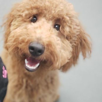 Doggie In Style - Pet Groomers Near Me - Arlington, Texas Doggie In Style - Pet Groomers Near Me - Arlington, Texas