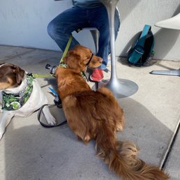 two dogs sitting at a table