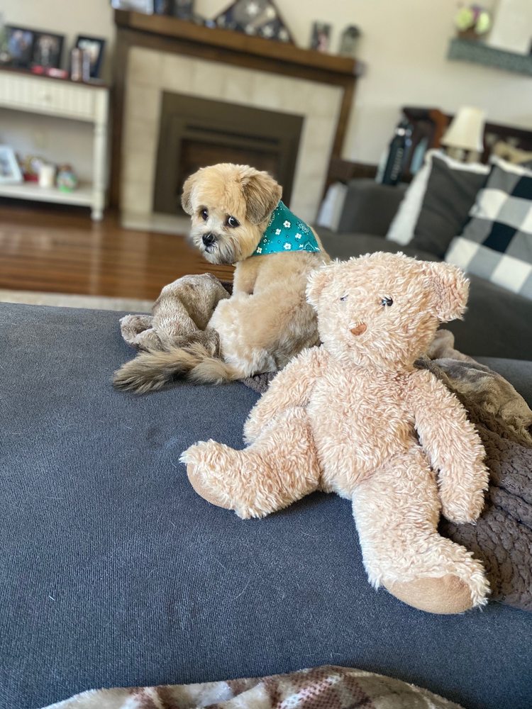 HAPPY HUSKY DOG GROOMING Updated May 2024 25 Photos & 14 Reviews