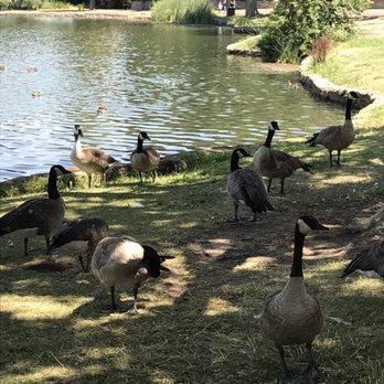 Lodi Lake Tours - A lot of geese at the far end of the lake - Boat Tours Near Me - Lodi, California