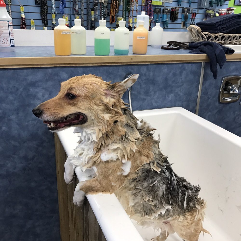 Wash The Dog - Can we be done yet... - Pet Groomers Near Me - Puyallup, Washington Wash The Dog - Can we be done yet... - Pet Groomers Near Me - Puyallup, Washington