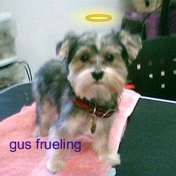 connie's mobile grooming