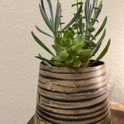 Austentatious - Succulent arrangement (my pot)