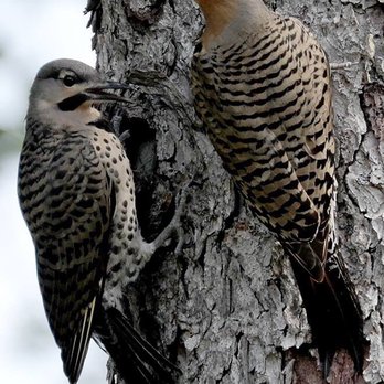 Horseshoe Lake Park - Northern Flicker and Fledgling. - Recreation Centers Near Me - Succasunna, New Jersey Horseshoe Lake Park - Northern Flicker and Fledgling. - Recreation Centers Near Me - Succasunna, New Jersey
