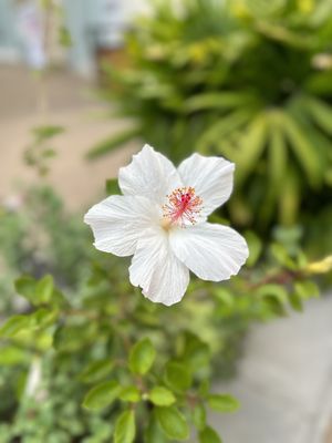 Waikele Premium Outlets by null