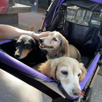 Windsor - It's dog friendly! - New American Near Me - Phoenix, Arizona Windsor - It's dog friendly! - New American Near Me - Phoenix, Arizona