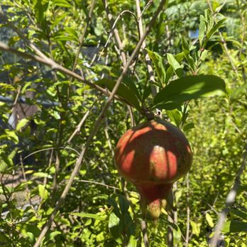 Known Source Farms - Pomegranate tree - Nurseries & Gardening Near Me - Taylor, Texas Known Source Farms - Pomegranate tree - Nurseries & Gardening Near Me - Taylor, Texas