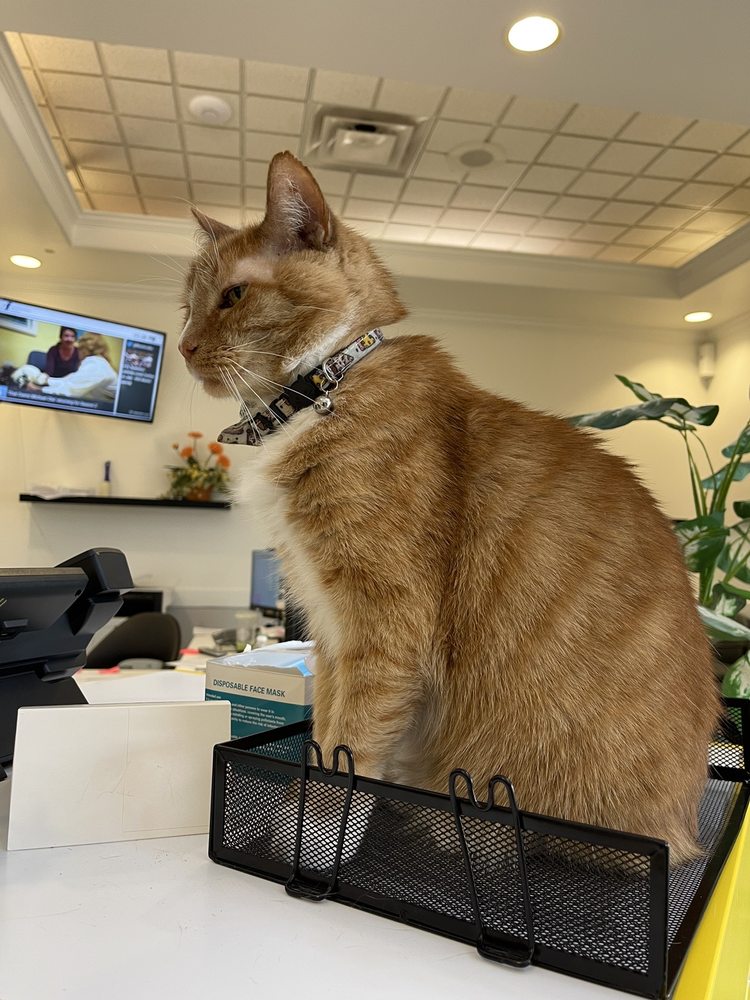 PENDER VETERINARY CENTRE MANASSAS Updated October 2024 18 Reviews