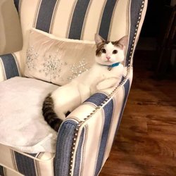 Deb's Pet and House Sitting - Lily