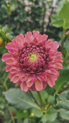 Garden Sweet by null