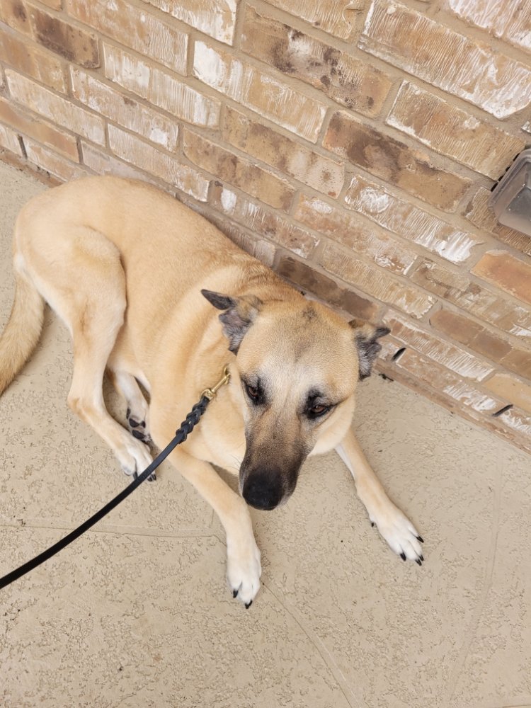 TRUE PAWS K9 TRAINING Tucson, Arizona Pet Training Phone Number