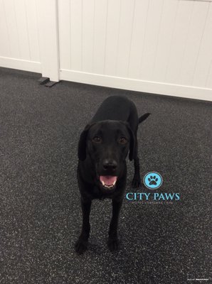 city paws pet club