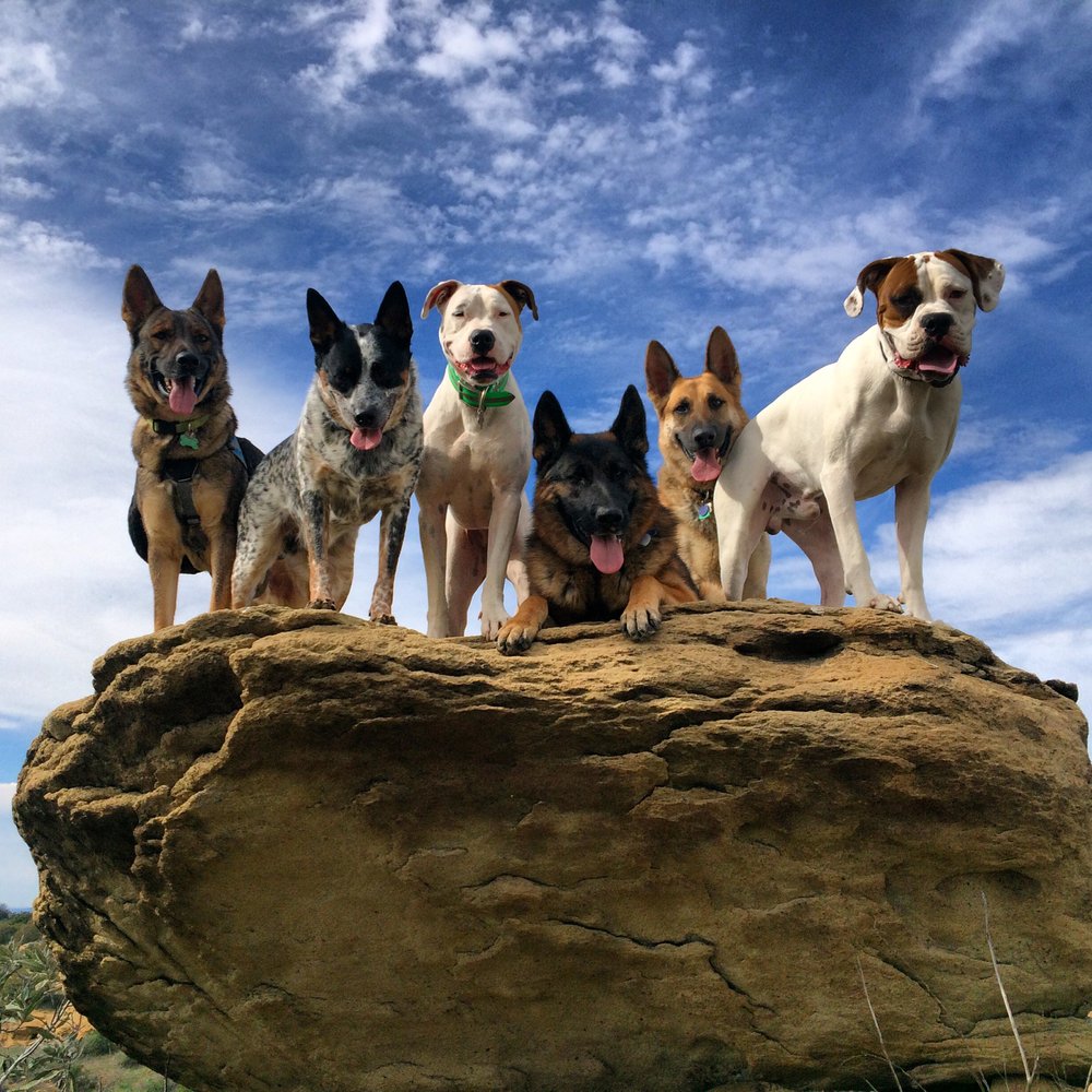 PET PEEVES TRAINING Updated August 2024 44 Photos & 58 Reviews