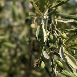 Kiler Ridge Olive Oil