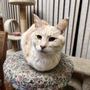 Photo of Tails to Scales Pet Care