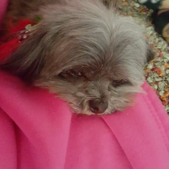 Paw Palace - Day Dreaming - Pet Groomers Near Me - Henderson, Nevada