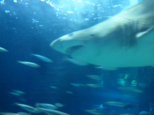 Aquarium Finisterrae by null