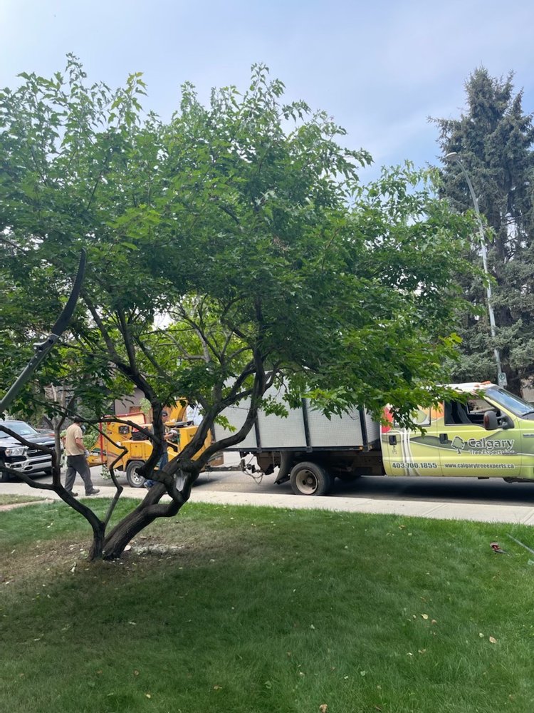 CALGARY TREE EXPERTS - Updated June 2026 - 10 Photos - 918 16 Avenue NW ...