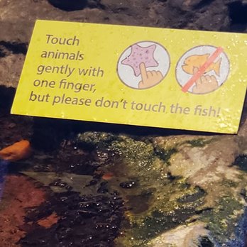 Seattle Aquarium - Touching station - Aquariums Near Me - Seattle, Washington