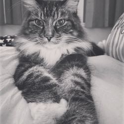 Oakdale City Of Animal Shelter - My sweet AGGRESSIVE angel
