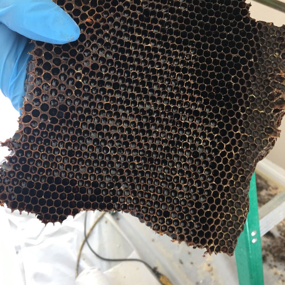 Bee Wranglers - Pest Control Near Me - Riverside, California Bee Wranglers - Pest Control Near Me - Riverside, California