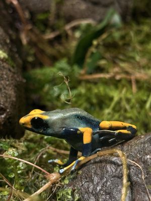 Woodland Park Zoo by null