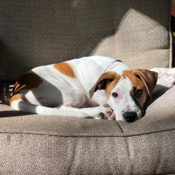 Karma Dog Training - Dog Walkers Near Me - Newport Beach, California