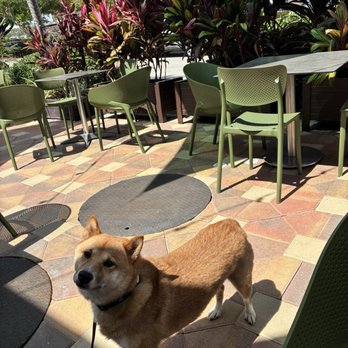 Pepito's Plaza - Dog friendly - Burgers Near Me - Doral, Florida Pepito's Plaza - Dog friendly - Burgers Near Me - Doral, Florida
